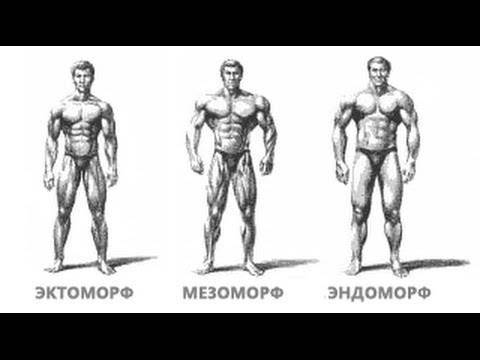 Типы телосложения и тренировки