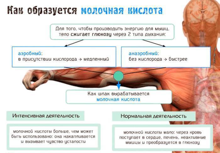 Почему болят мышцы во время и после тренировки?