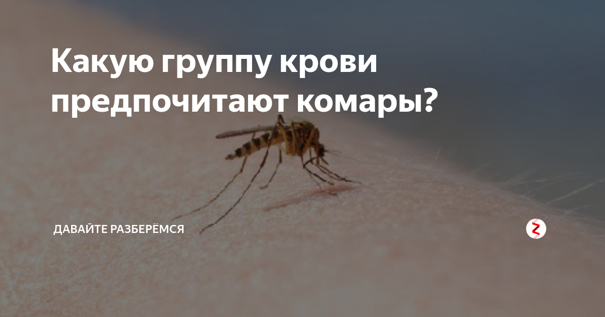 Какую кровь любят комары – вся правда о влиянии группы крови на укусы