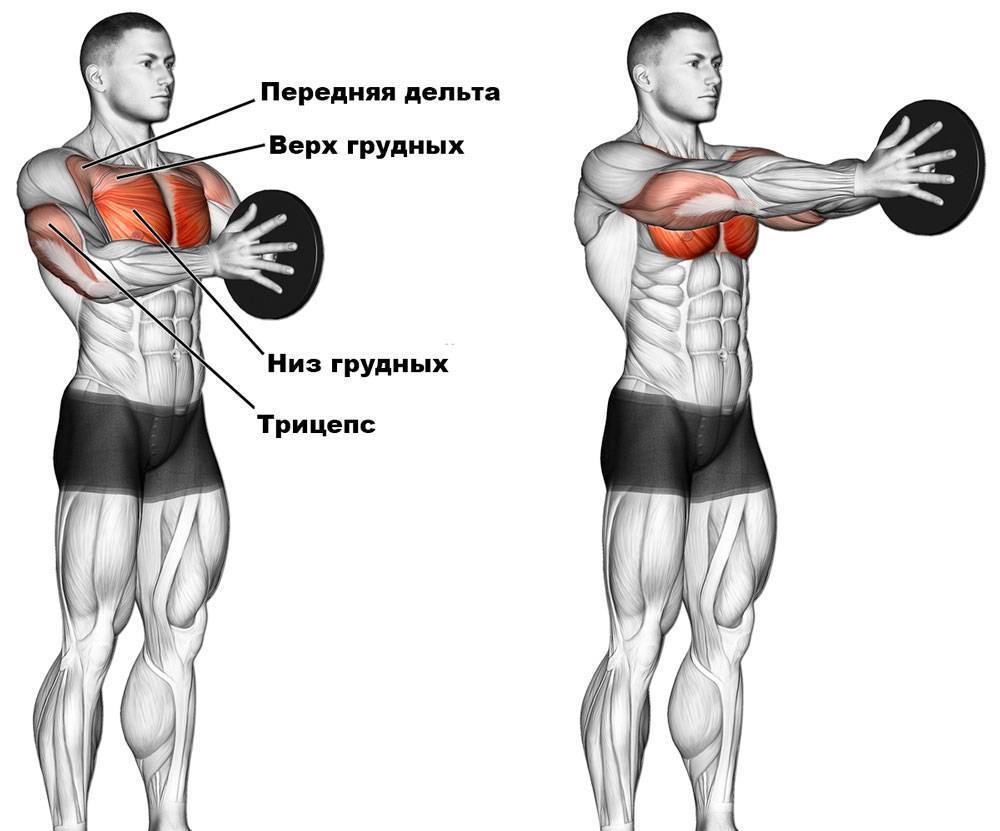 Упражнения с гантелями для грудных мышц
