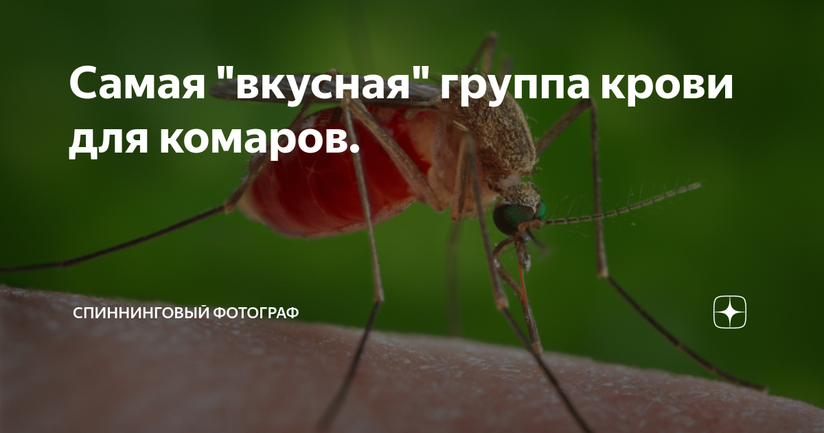 Какая группа крови вкуснее для комаров?