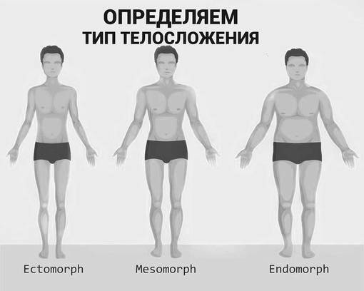 Тип телосложения: эктоморф, мезоморф, эндоморф