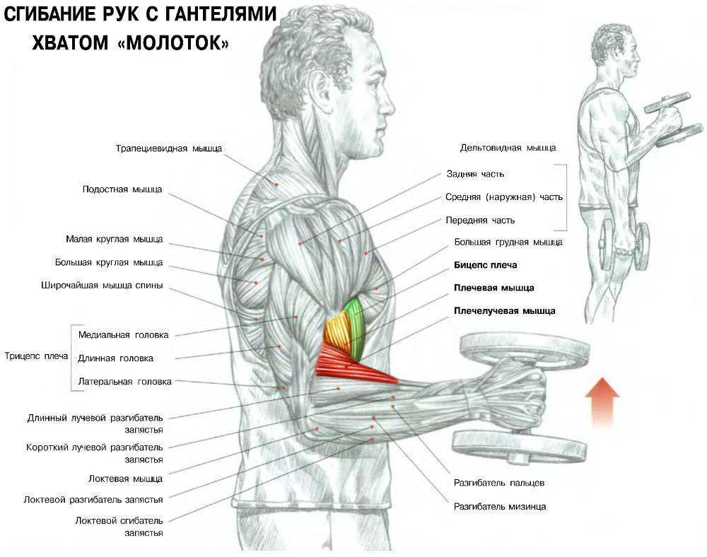 Упражнение «молот»: эффективная тренировка рук на бицепс с помощью упражнения молоток с гантелями | rulebody.ru — правила тела