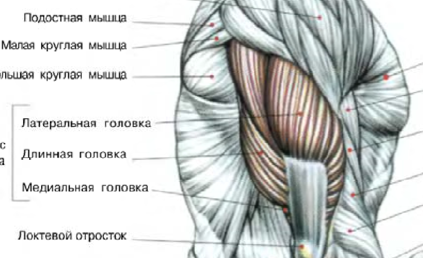 Повреждения сухожилий четырехглавой мышцы бедра