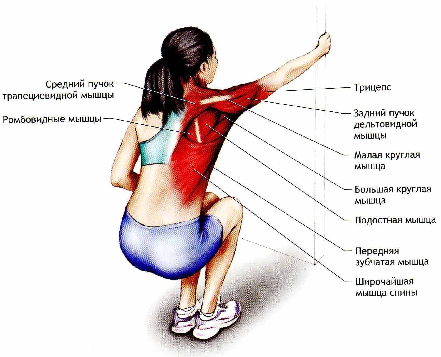 Растяжка мышц рук и плечевого пояса