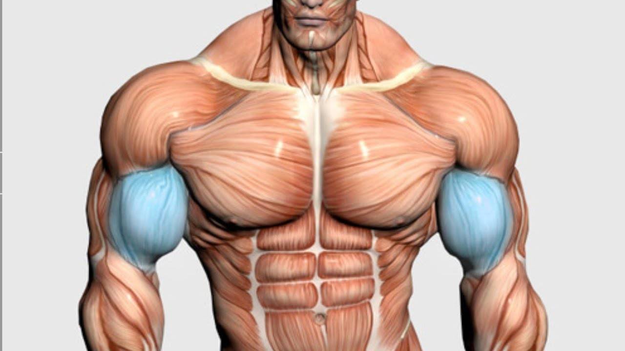 Расширение грудной клетки - специальные упражнения, тренировочный сплит и практические рекомендации по расширению костяка груди