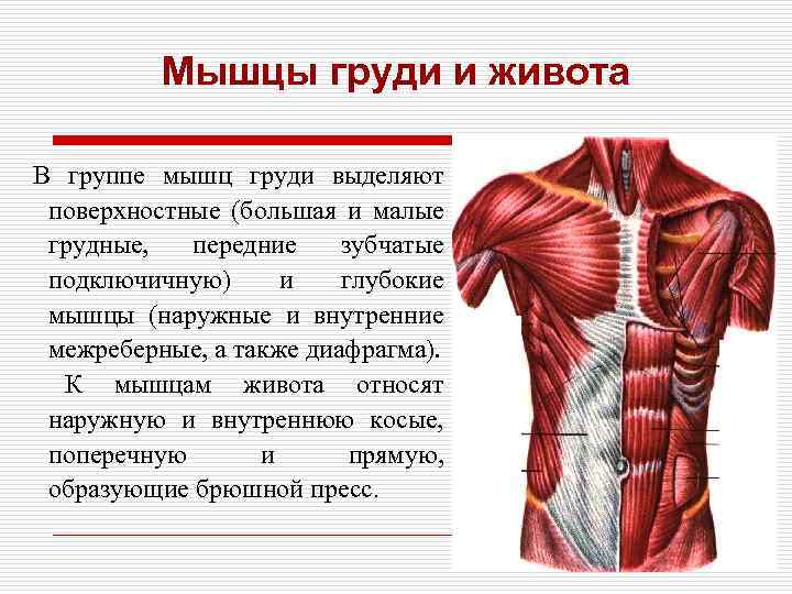 Грудные мышцы: расположение и функции :: syl.ru