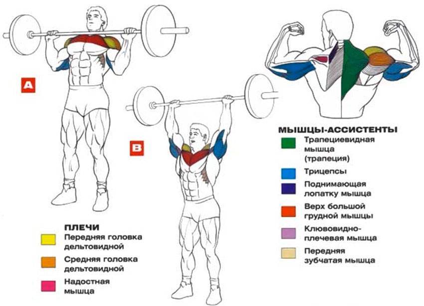 Армейский жим стоя: какие мышцы работают и техника выполнения