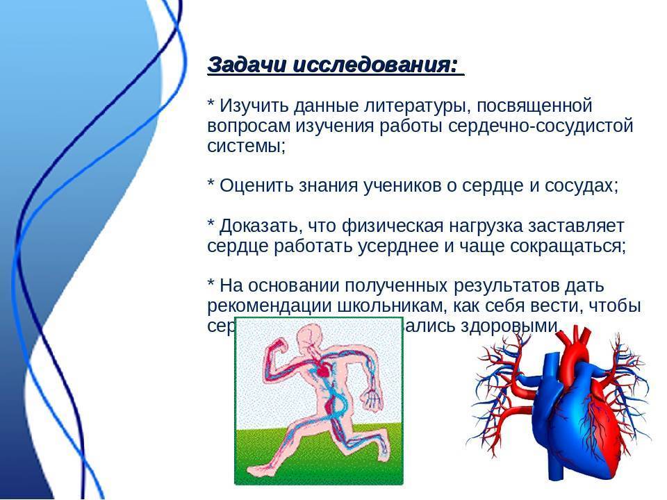 Кровеносные сосуды человека | анатомия кровеносных сосудов, строение, функции, картинки на eurolab
