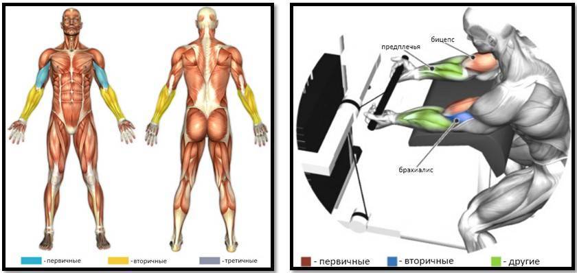 Что такое кратковременная гипертрофия мышц? что такое пампинг?
что такое кратковременная гипертрофия мышц? что такое пампинг?