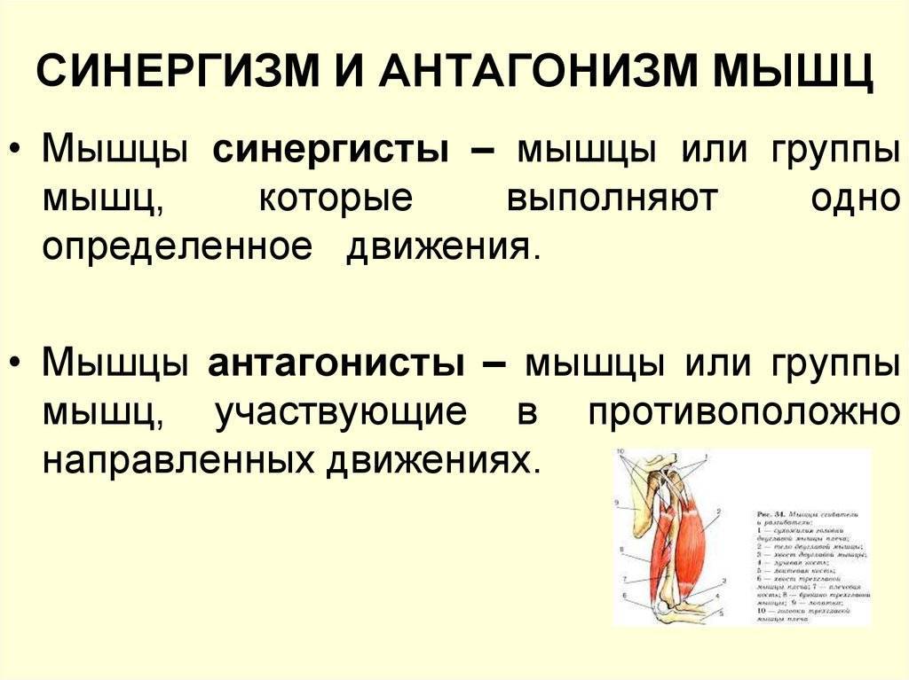 Мышцы-антагонисты. какие мышцы относятся к антагонистам, а какие к синергистам? :: syl.ru