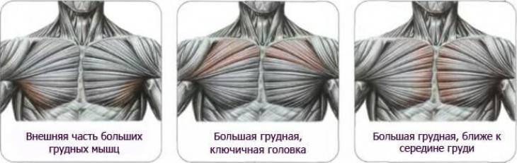 Упражнения на низ груди — и для прокачки нижней части грудных мышц