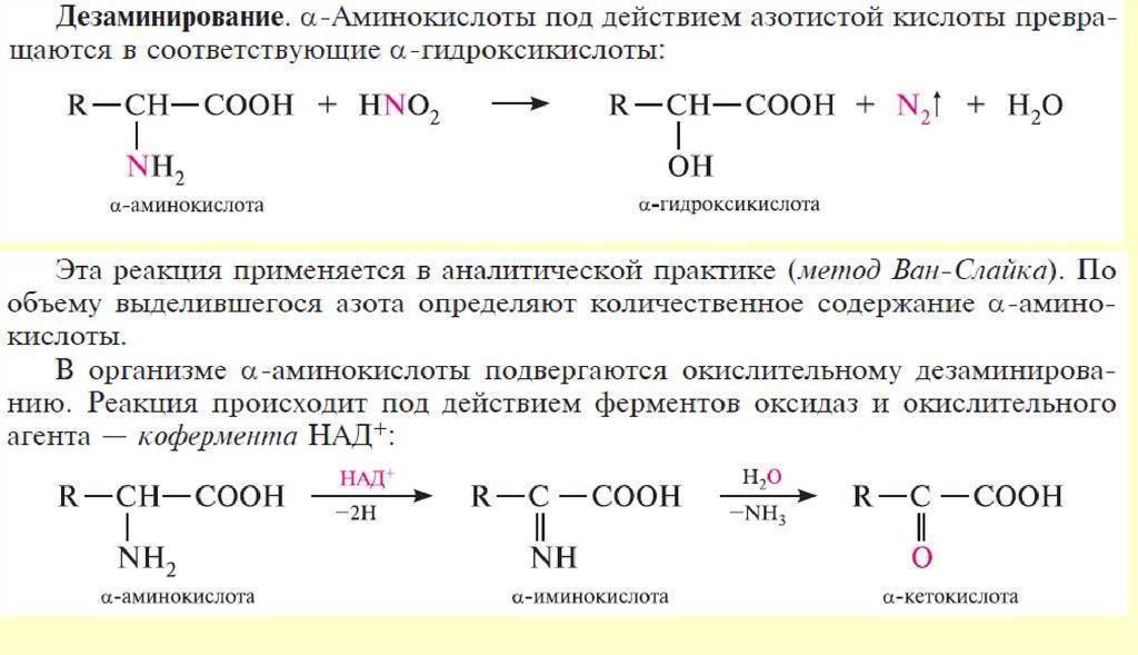 Глютамин - пауэрлифтинг, бодибилдинг, программы тренировок, спортивное питание