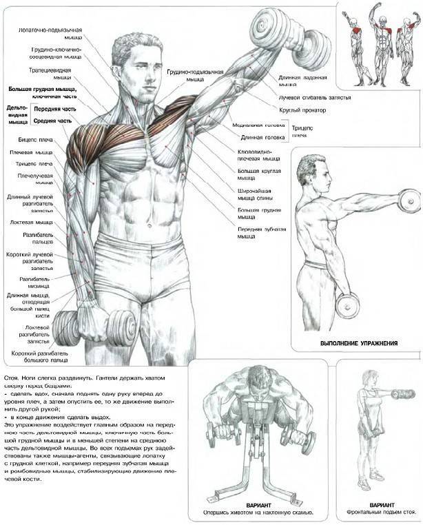 Тренировка плеч: особенности выполнения, комплексы и программы для мужчин и для женщин