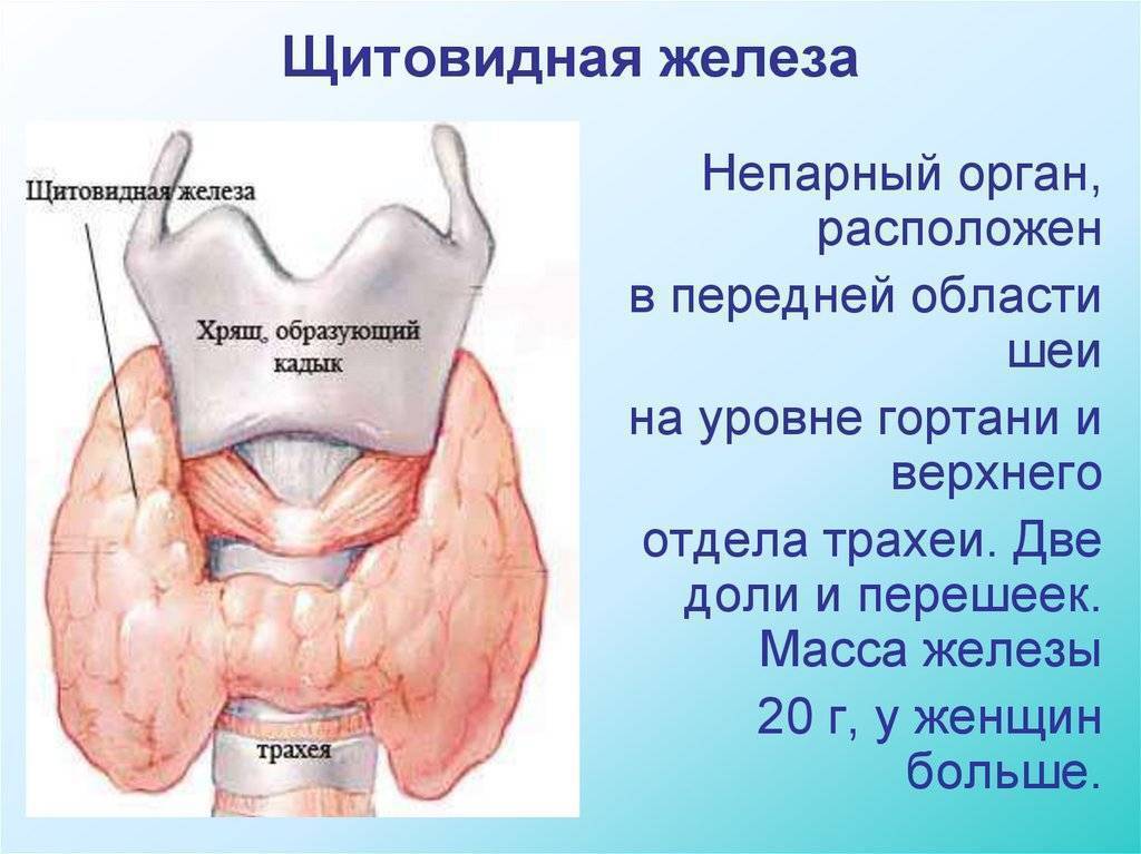 Узлы в щитовидной железе, рак: симптомы, диагностика и лечение - сибирский медицинский портал