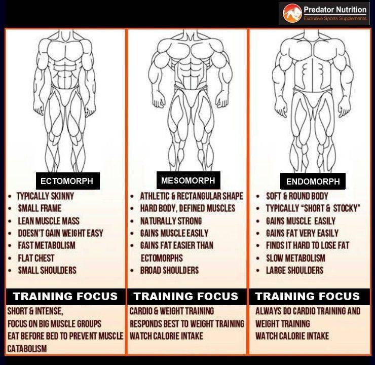 Программа тренировок для каждого типа телосложения. часть №1. 
программа тренировок для каждого типа телосложения. часть №1.