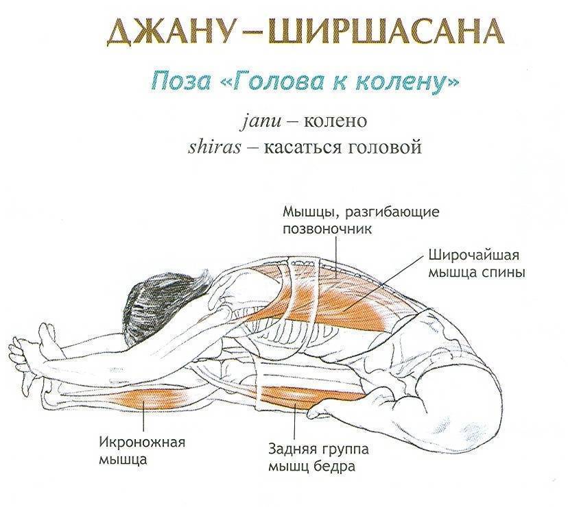 Паривритта-джану-ширшасана — поза «голова к колену со скручиванием». анатомия йоги