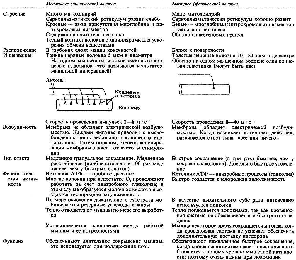 Мышечные волокна: виды, свойства, структура :: syl.ru