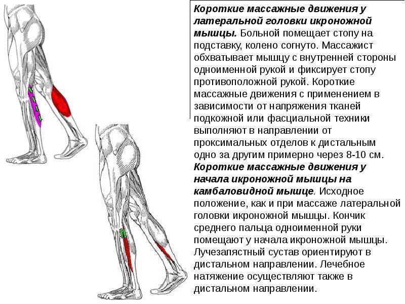 Сводит икры ног у мужчин. Латеральная головка икроножной мышцы. Мышцы сгибающие колено. Икроножная мышца ноги. Ноги боль икроножная мышца.