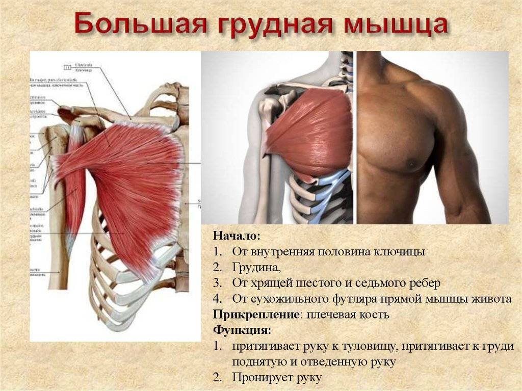 Анатомия грудных мышц: строение, функции, упражнения для развития грудных мышц - всё о тренировках
