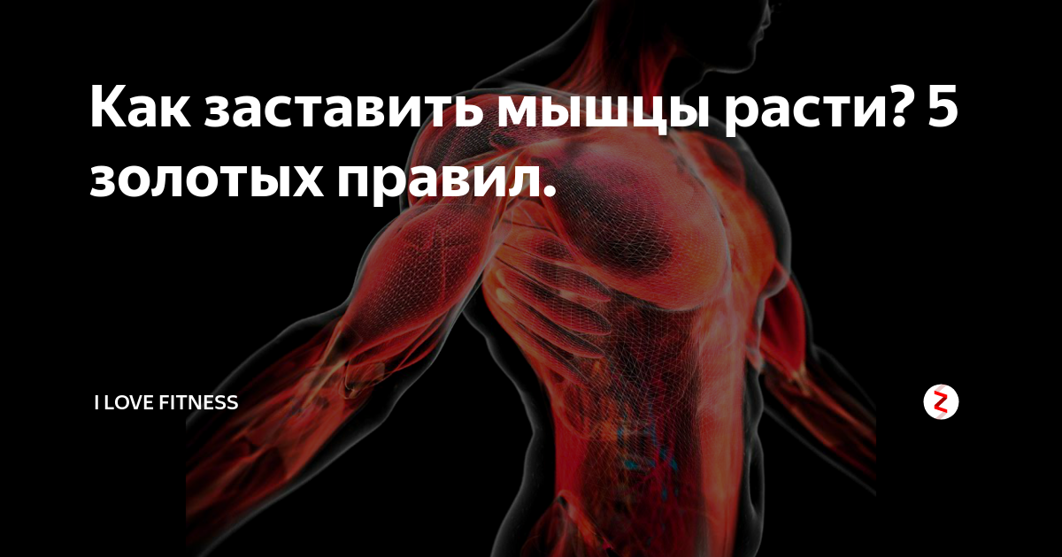 Как и от чего растут мышцы? как ускорить рост мышц?