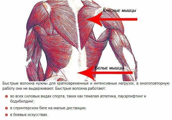 Типы мышечных волокон! какие бывают мышечные волокна