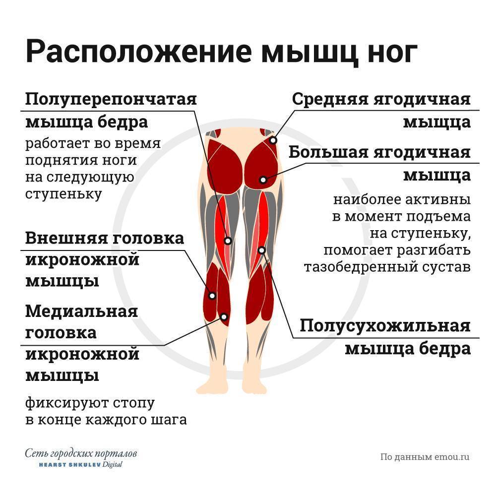 Почему болит нога когда ходишь. Мышцы ног. Мышцы бедра. Задние мышцы ног.