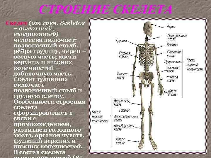 Сколько костей в теле взрослого человека: из чего состоит наш скелет | tvercult.ru