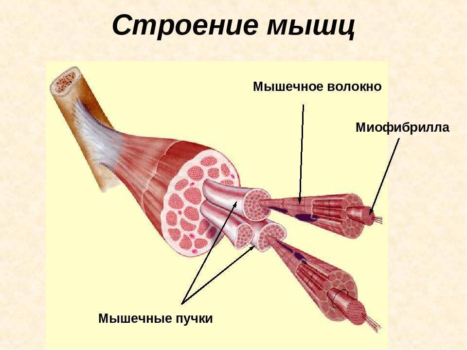Типы мышц