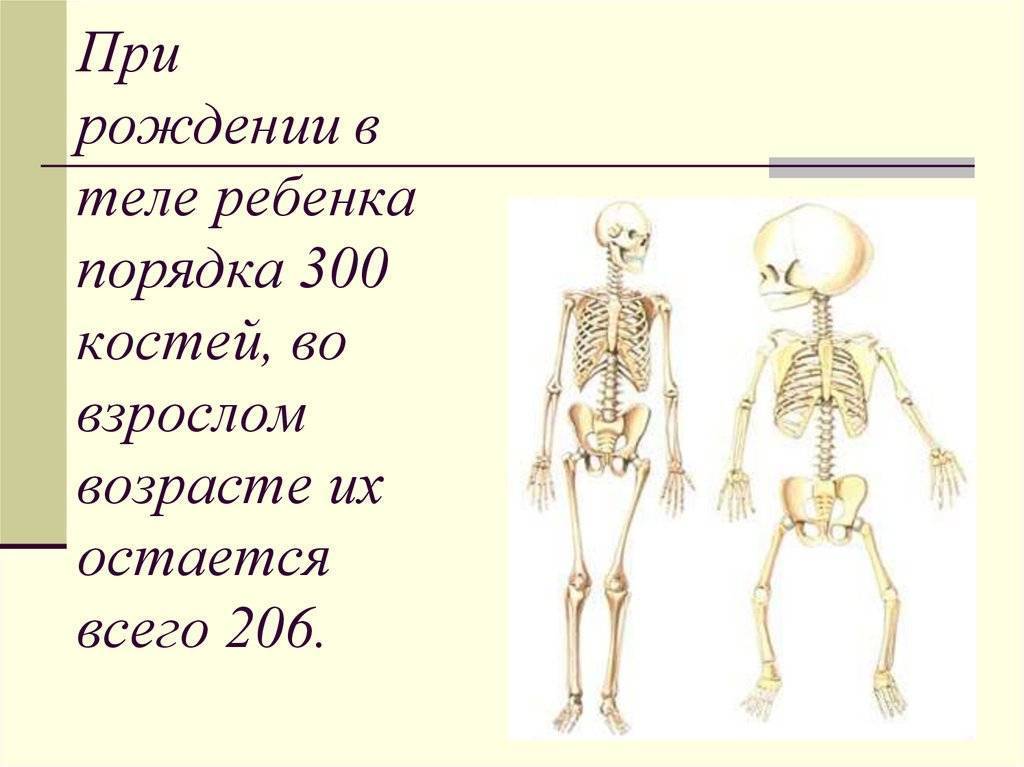 Сколько весит скелет человека | marykay-4u.ru