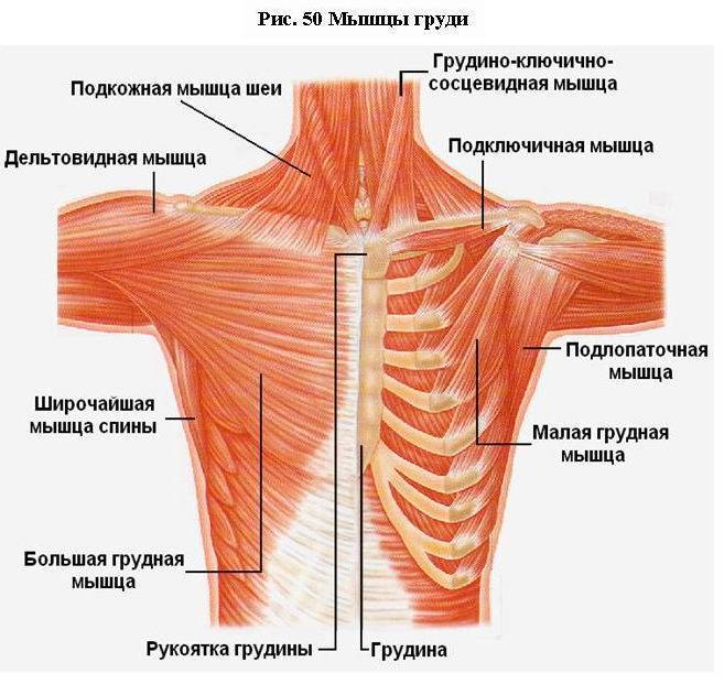 Мышцы груди: строение и функции