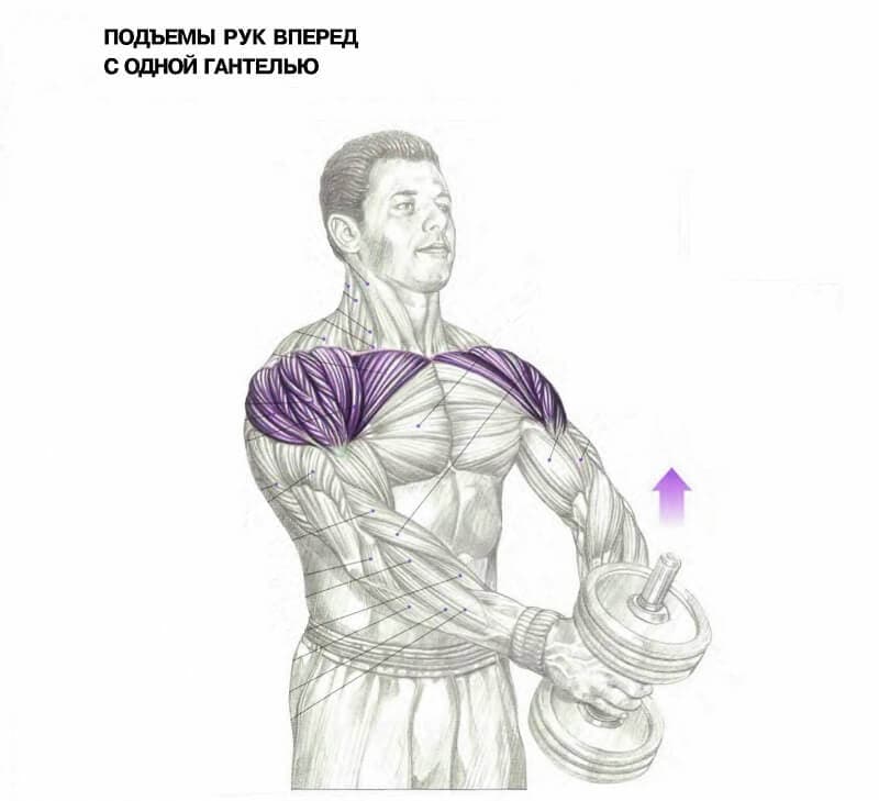 Зожник |   программа для полноценной проработки грудных мышц