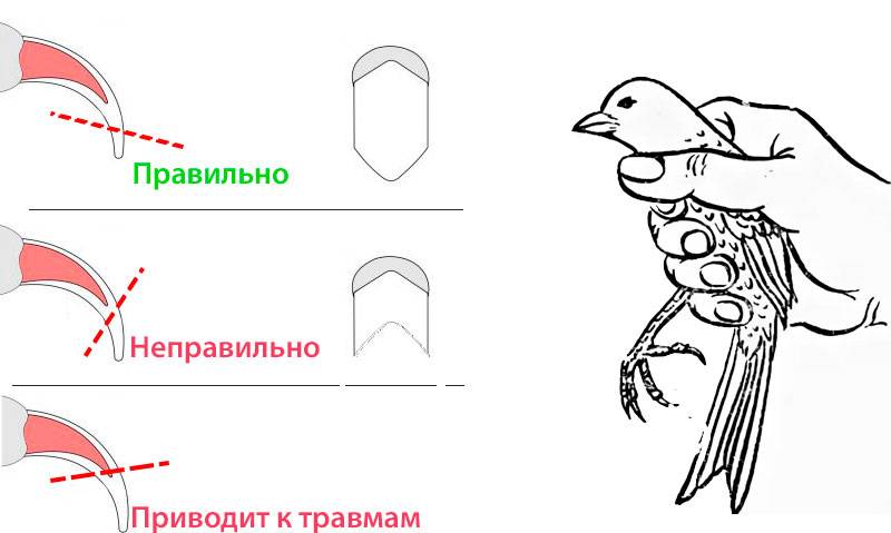 Как сделать клюв вороны :: выкройка клюва для птицы из бумаги :: рукоделие :: progurukak.ru: как просто сделать всё