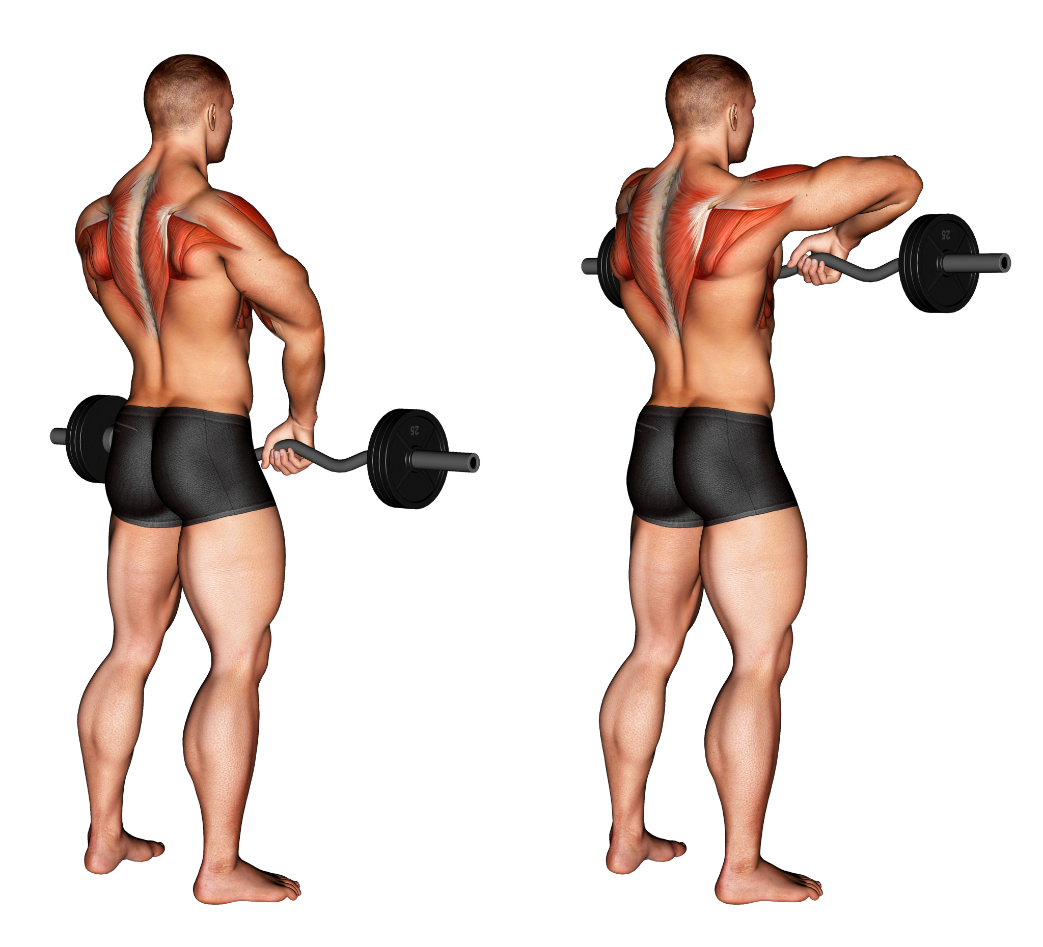 Подъем штанги на грудь стоя: техника выполнения, какие мышцы работают