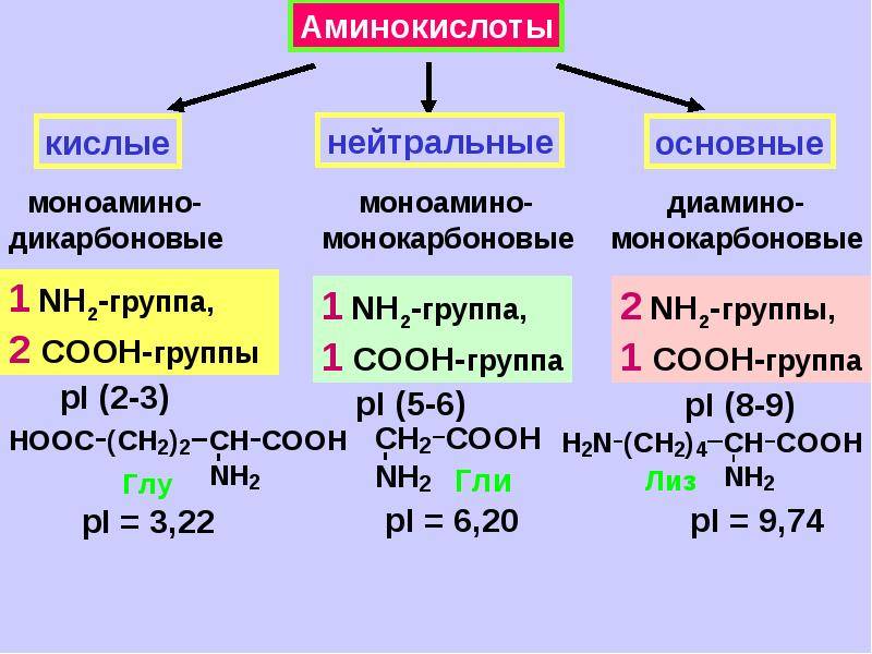 Аминокислоты презентация 10 класс базовый уровень