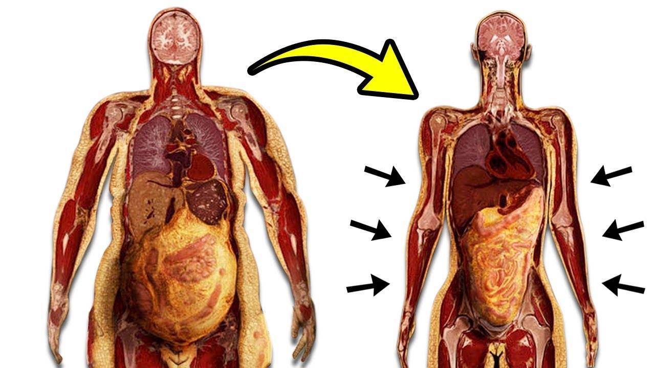 Откуда в организме берется жир, и где он прячется? :: polismed.com