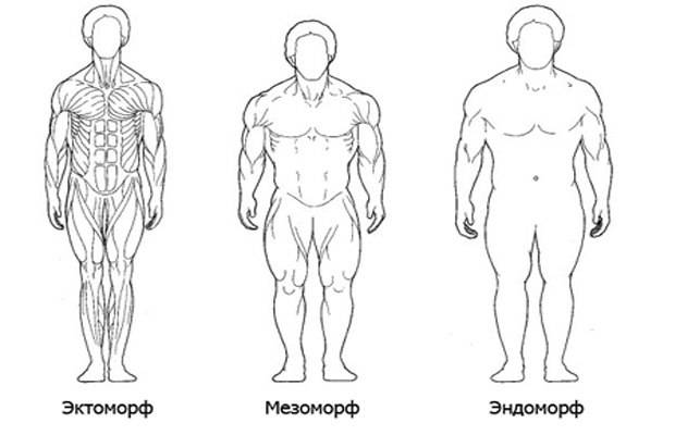 Типы телосложения (эктоморф, мезоморф, эндоморф): как определить свой соматотип