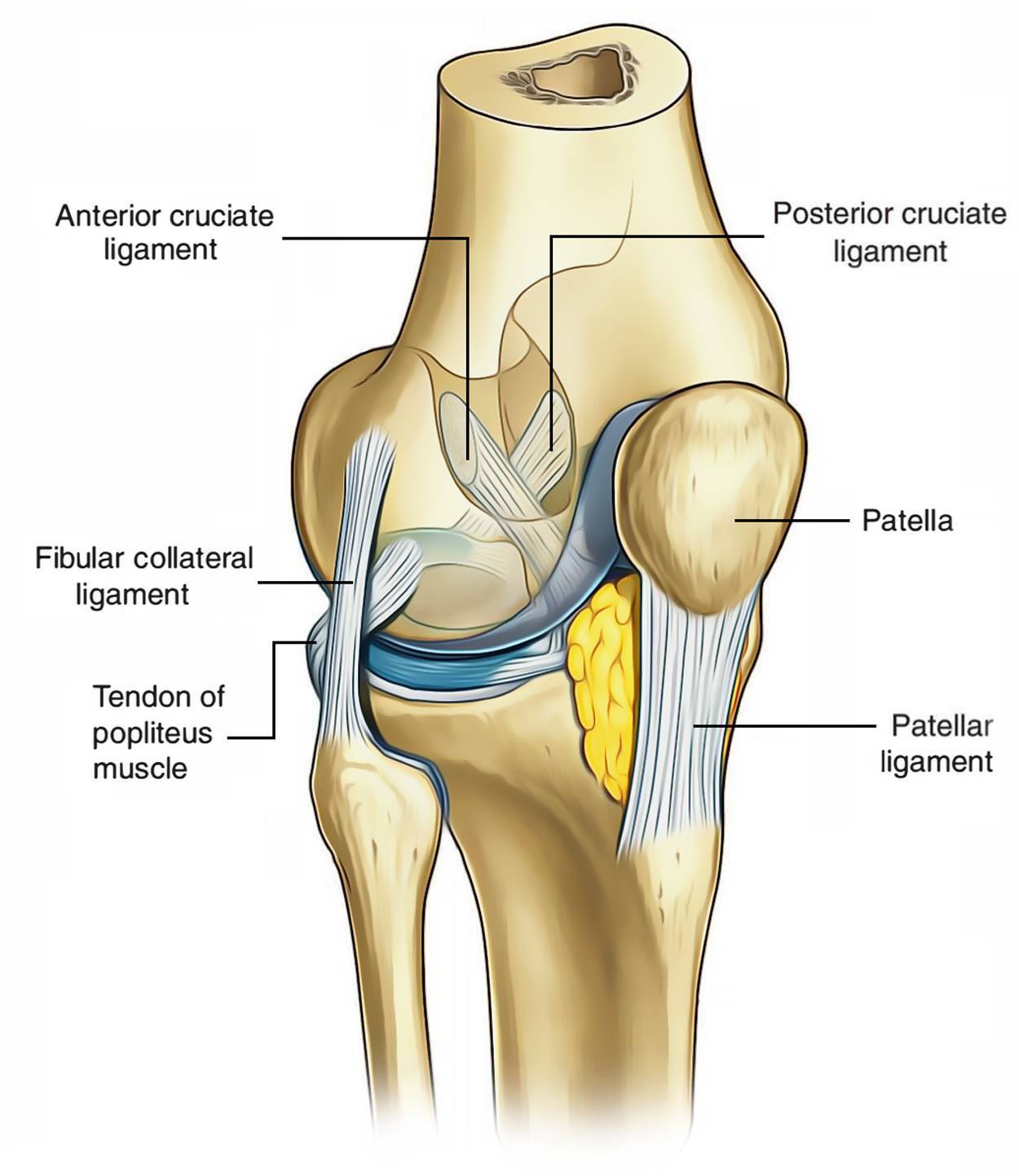 Связочный аппарат коленного сустава анатомия
