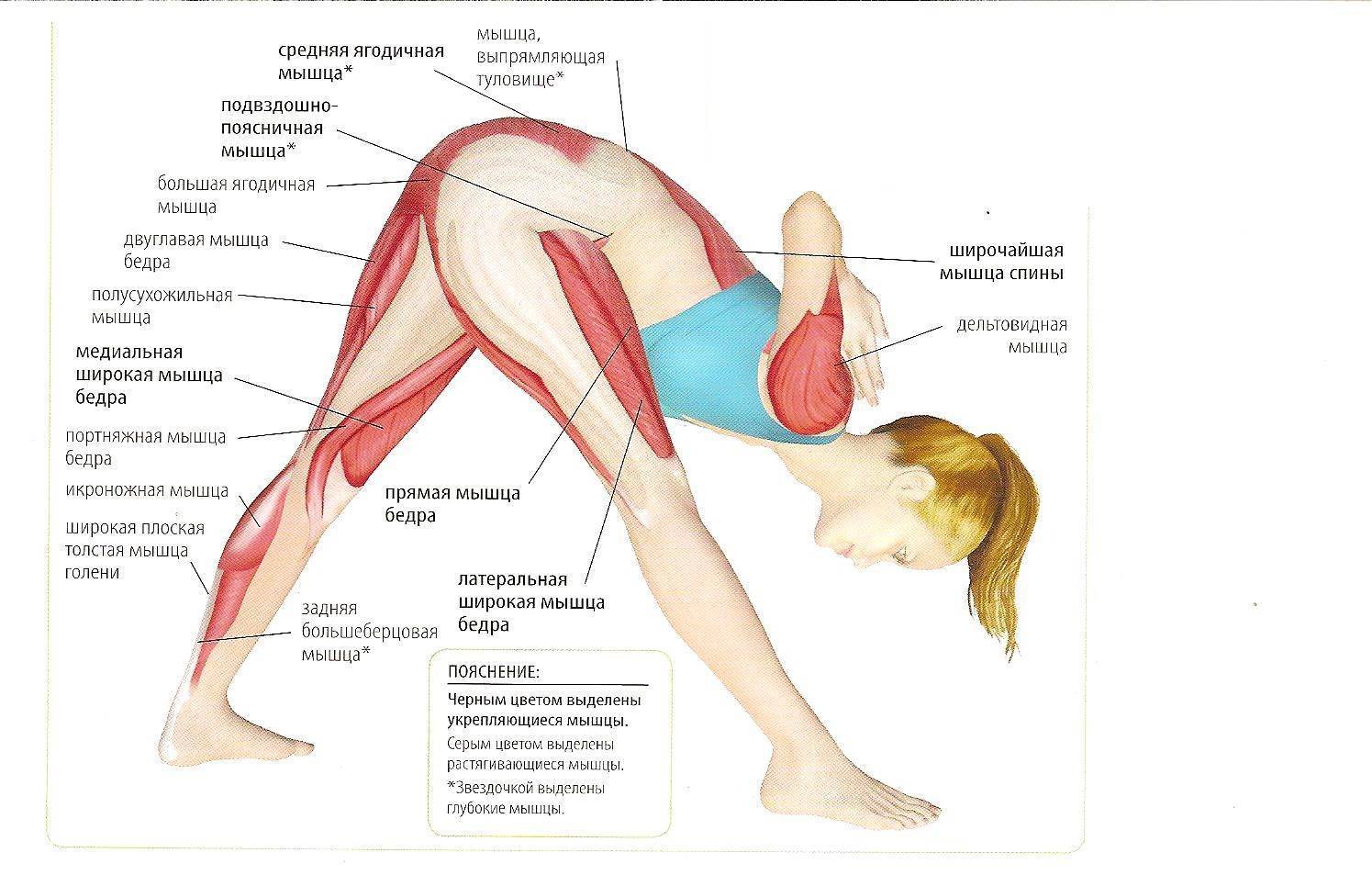 Травма задней поверхности бедра и ее профилактика. физические упражнения для развития мышц задней поверхности бедра
