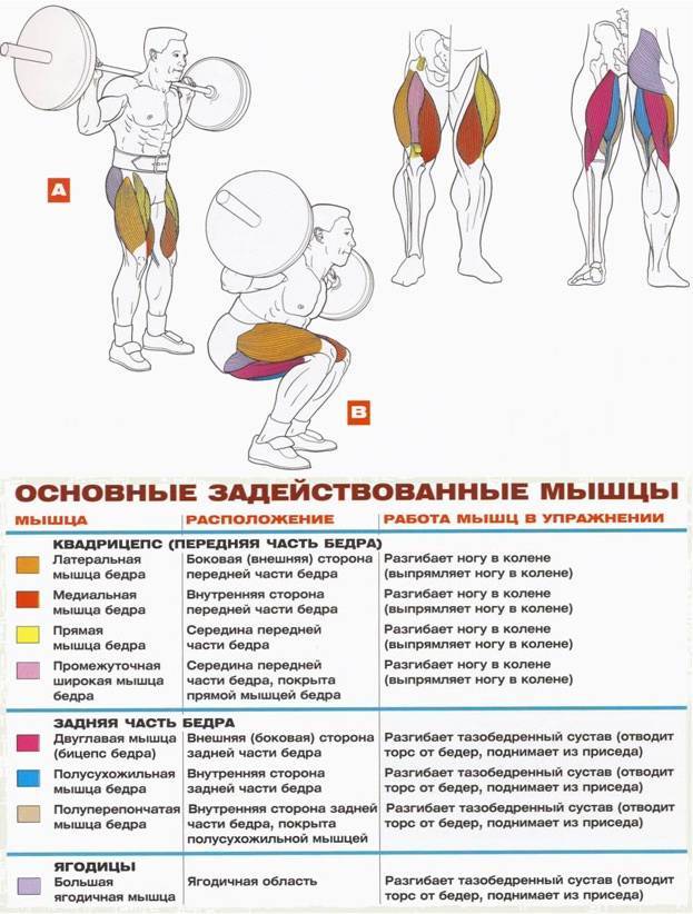 Упражнения со штангой на грудь: базовые основы, правила проведения занятия, техника выполнения и составление программы тренировки - tony.ru