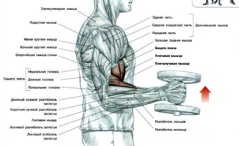 Упражнение "молот": как правильно делать подъем гантелей на бицепс хватом "молоток", какие мышцы работают
