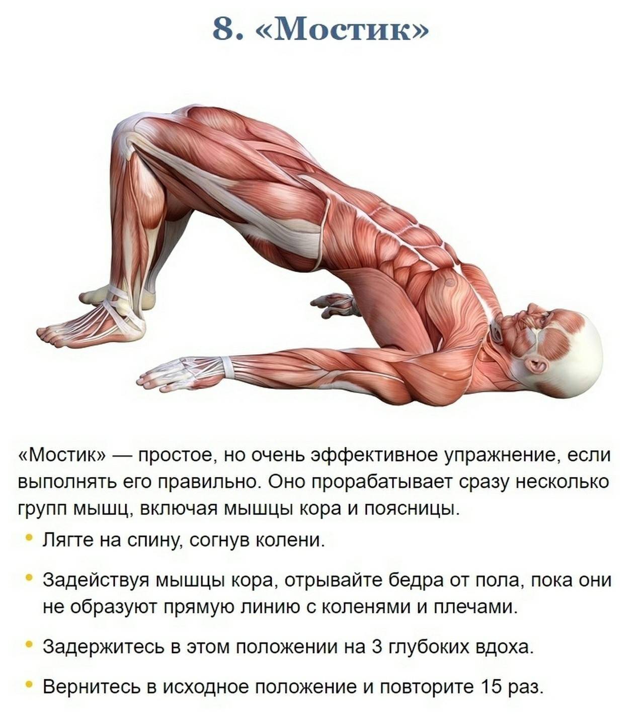 Что такое мышцы кора, где находяться, упражнения для тренировки мышц кора в домашних условиях