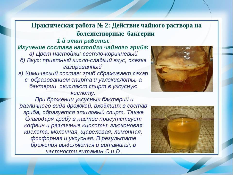 Топ-8 полезные свойства чайного гриба для организма