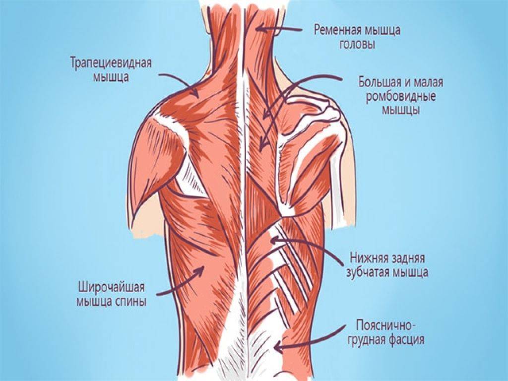 Боль в спине под левой лопаткой - причины, виды боли, лечение