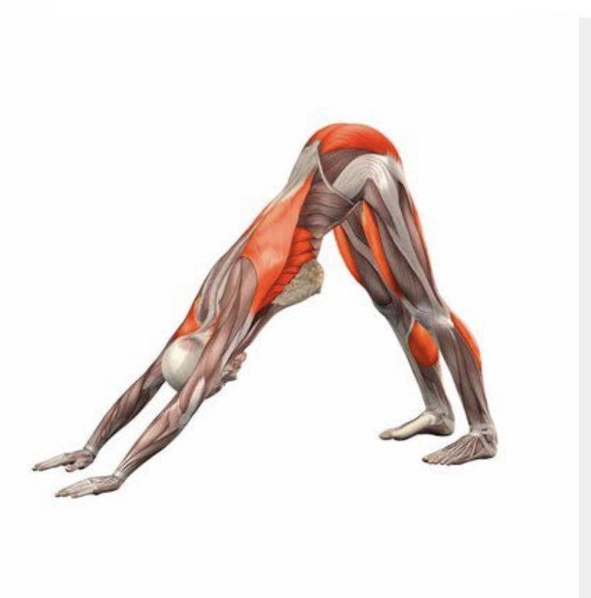 Поза из йоги «собака мордой вверх» — техника выполнения асаны «урдхва мукха шванасана» и 9 полезных свойств упражнения (фото) - леди стиль жизни