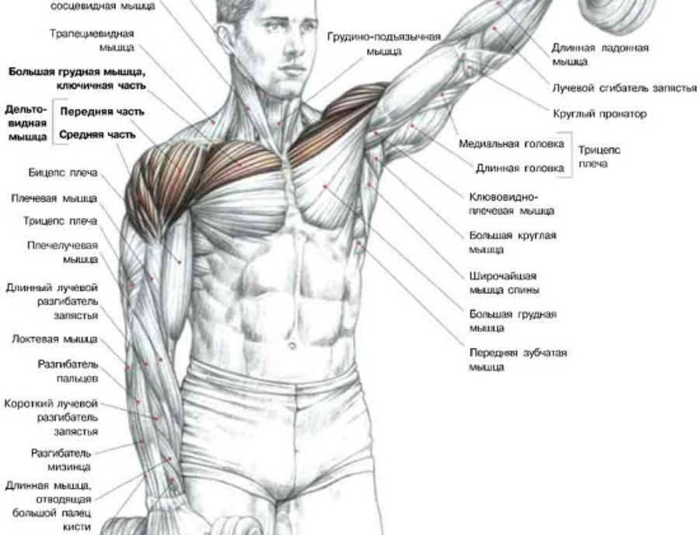 Динамические стабилизаторы плечевого комплекса | kinesiopro