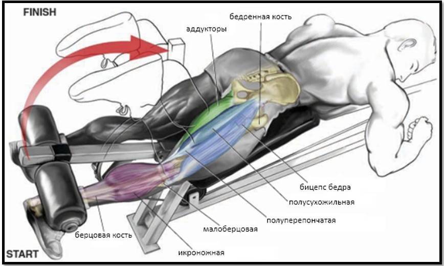 Как накачать мышцы бицепса бедра: тренировка и упражнения