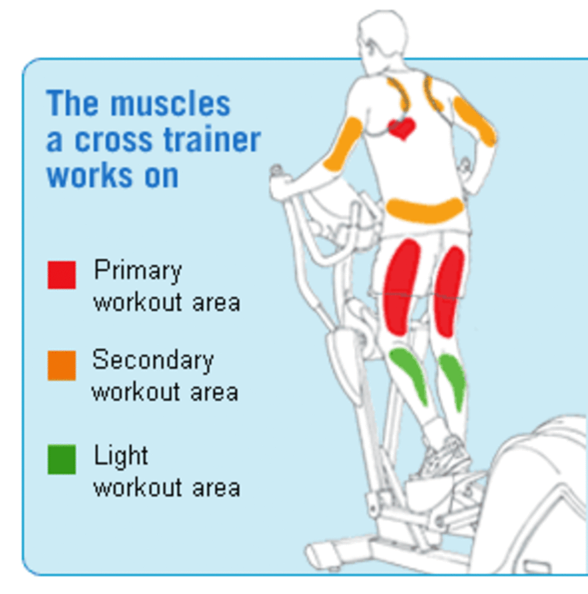 Эллиптический тренажёр: какие мышцы работают при занятиях на эллипсоиде