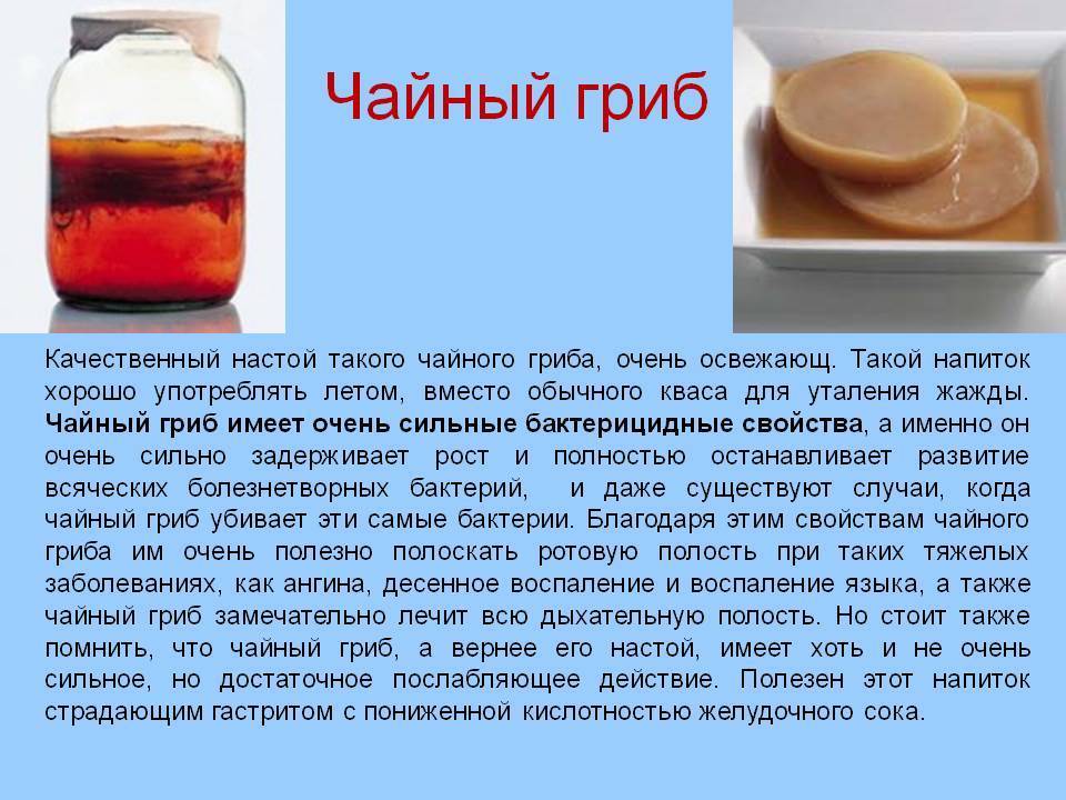 Комбуча - чайный гриб: польза и вред, как приготовить и ухаживать