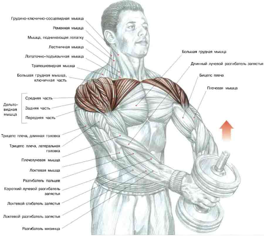 Как накачать грудные мышцы гантелями: упражнения и советы
